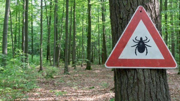 Jak wybrać repelent na kleszcze?